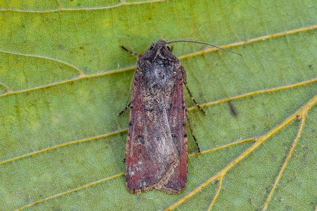 Peridroma saucia - vándor földibagoly