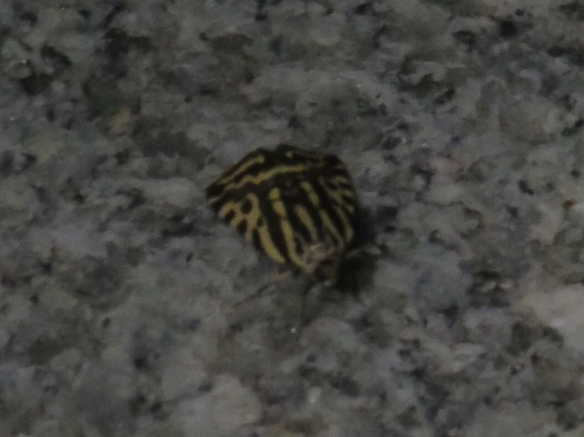 zebrabagoly - Emmelia trabealis