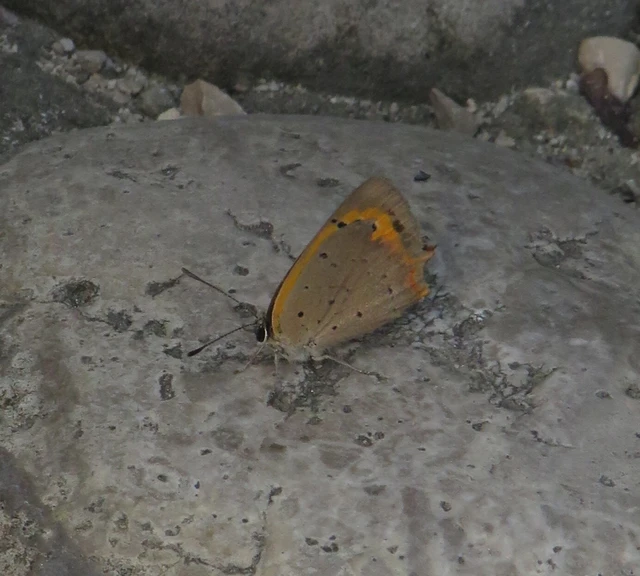 közönséges tűzlepke - Lycaena phlaeas