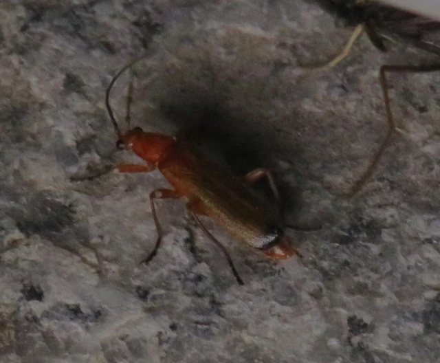 Rhagonycha