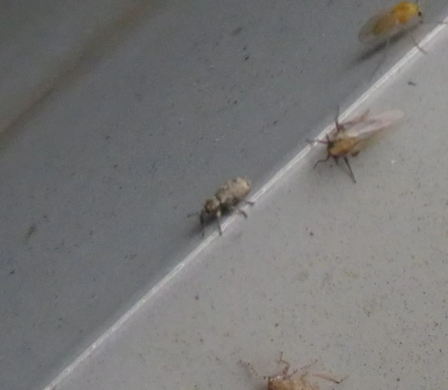 Tychius