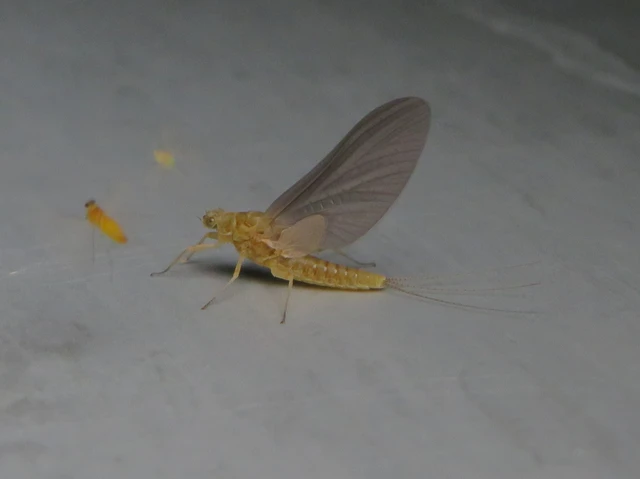 Ephemerellidae