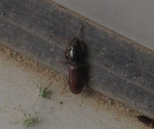 Clivina
