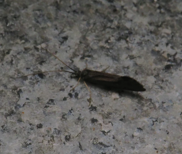 Trichoptera - Tegzesek