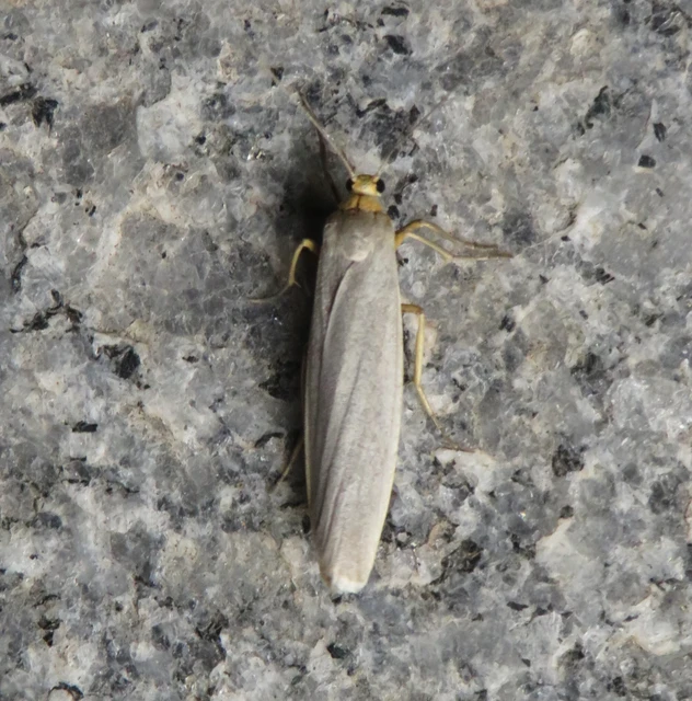 déli zuzmószövő - Eilema caniola