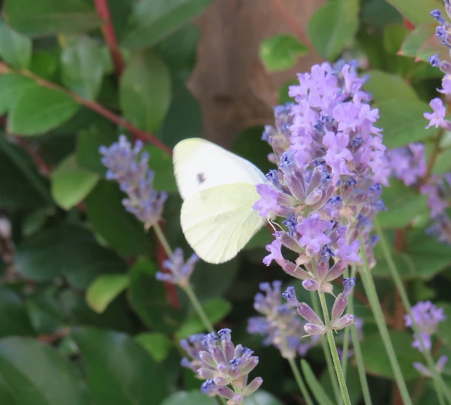 Pieris rapae - répalepke
