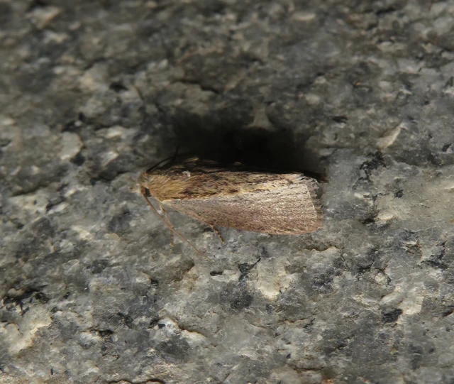 nagy viaszmoly - Galleria mellonella