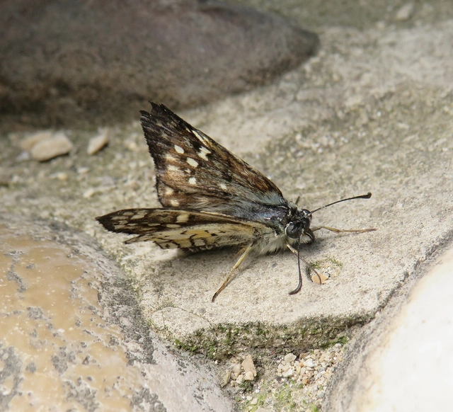 sárgafoltos busalepke - Pyrgus sidae