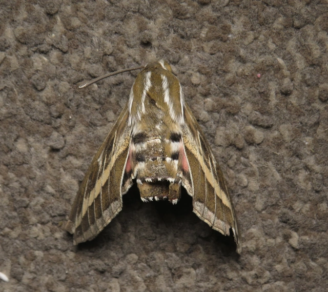 sávos szender - Hyles livornica