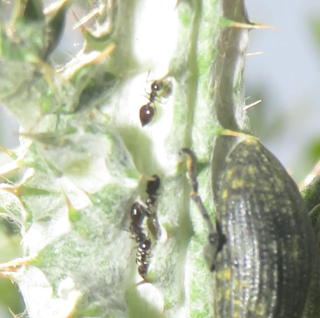 fekete szívhangya - Crematogaster sordidula