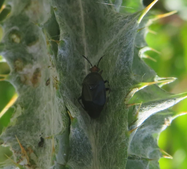 Deraeocoris