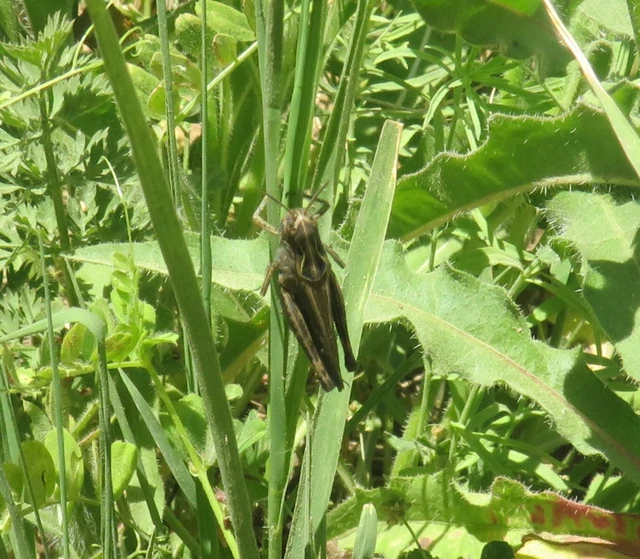 Omocestus rufipes - vöröshasú tarlósáska