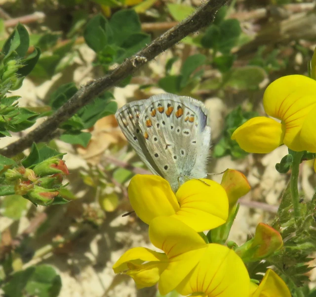 közönséges boglárka - Polyommatus icarus