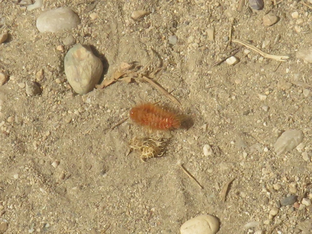 Dermestidae - porvafélék