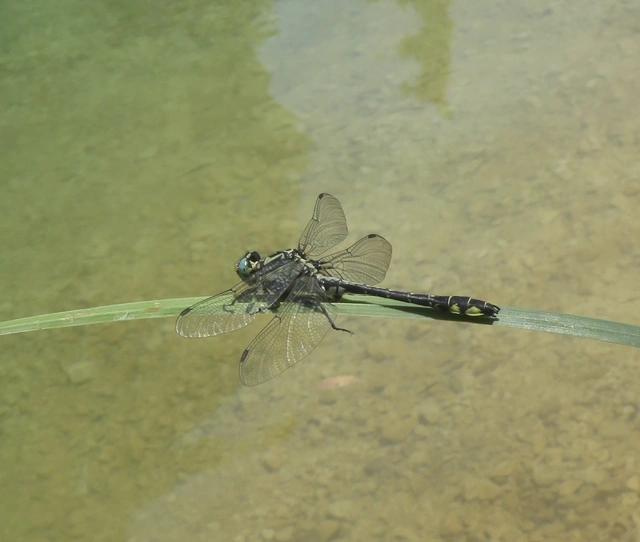 feketelábú folyami-szitakötő - Gomphus vulgatissimus