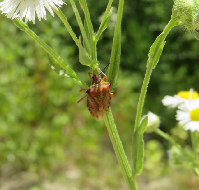 Carpocoris Carpocoris