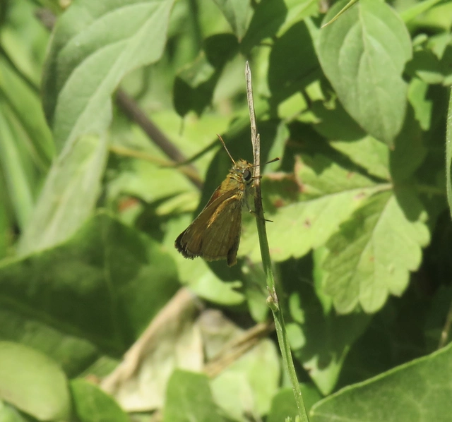Thymelicus acteon - csíkos busalepke