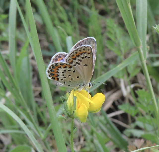 északi boglárka - Plebejus idas