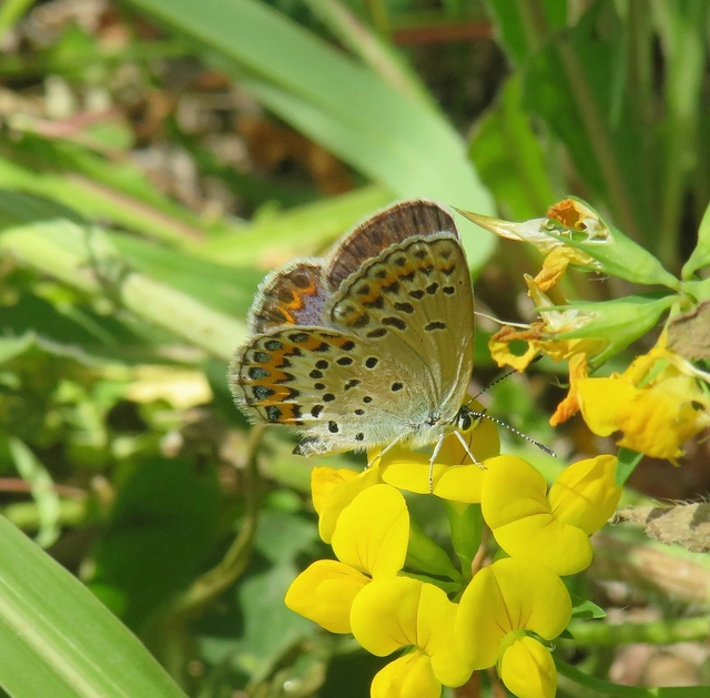 Plebejus idas - északi boglárka