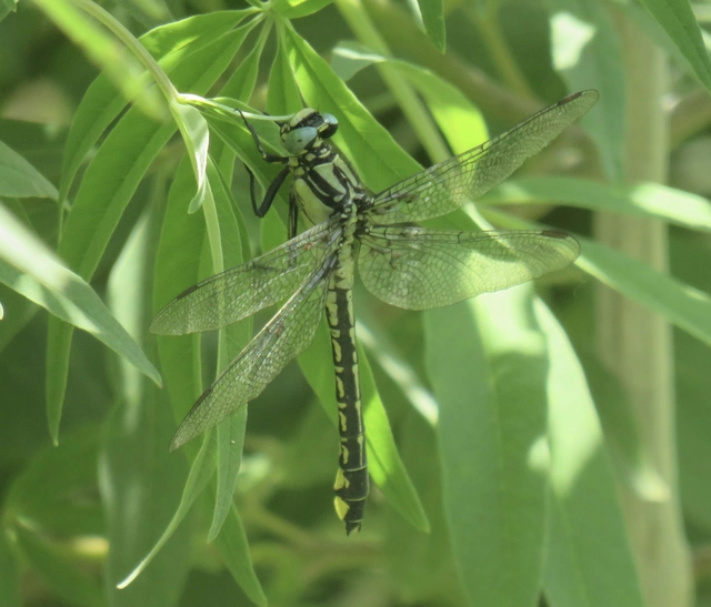 Gomphus vulgatissimus - feketelábú folyami-szitakötő Gomphus vulgatissimus - feketelábú folyami-szitakötő