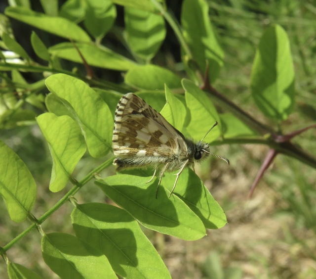 feles busalepke - Pyrgus armoricanus