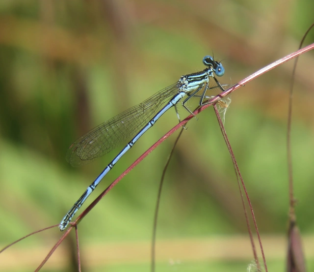 széleslábú szitakötő - Platycnemis pennipes