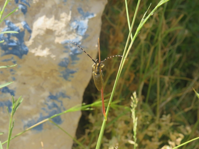 ökörfarkkórócincér - Agapanthia kirbyi