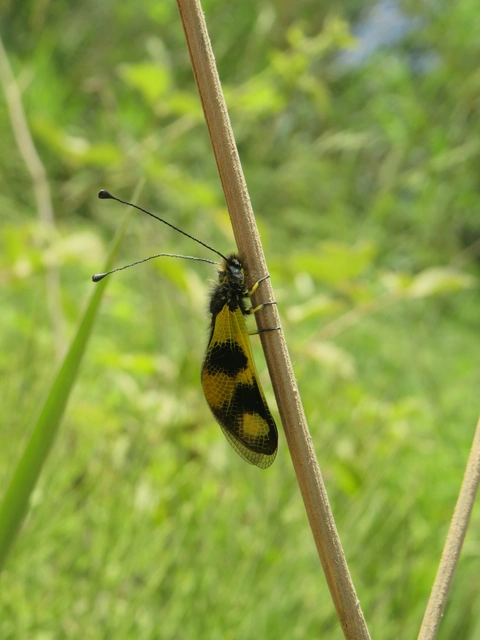 keleti rablópille - Libelloides macaronius