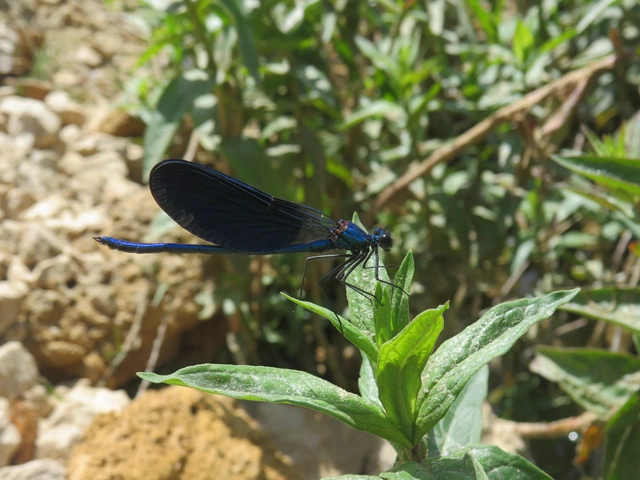 Calopteryx splendens - sávos szitakötő