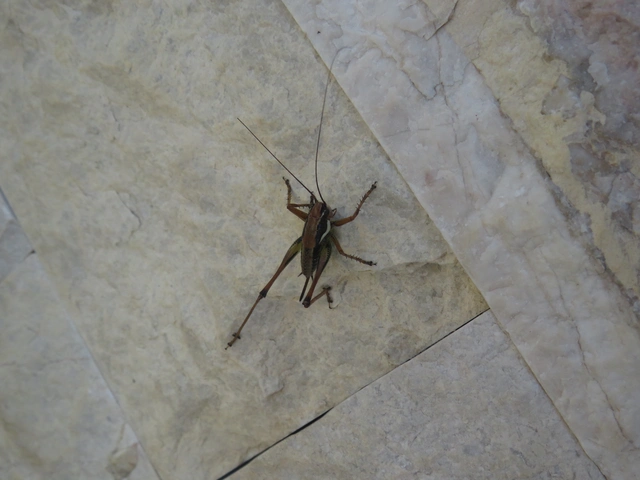 Eupholidoptera
