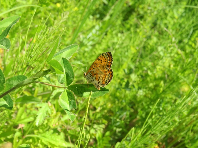 tüzes tarkalepke - Melitaea didyma