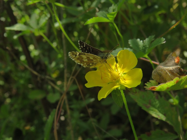 Pyrgus armoricanus - feles busalepke