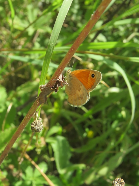 kis szénalepke - Coenonympha pamphilus