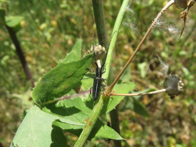 sávos bogáncscincér - Agapanthia cardui
