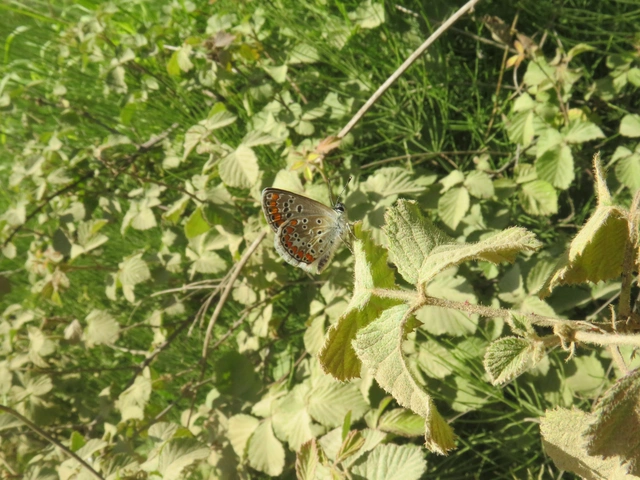 szerecsenboglárka - Aricia agestis