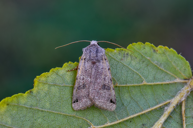 Anchoscelis litura - tarka őszibagoly