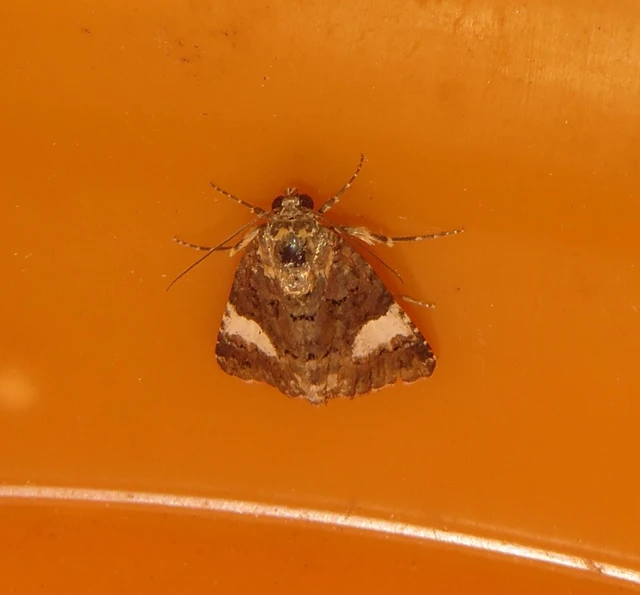 fekete nappalibagoly - Tyta luctuosa