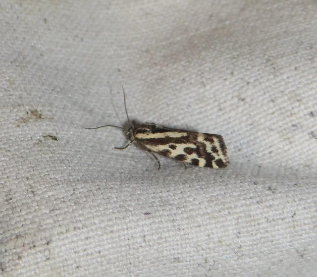 Emmelia trabealis - zebrabagoly