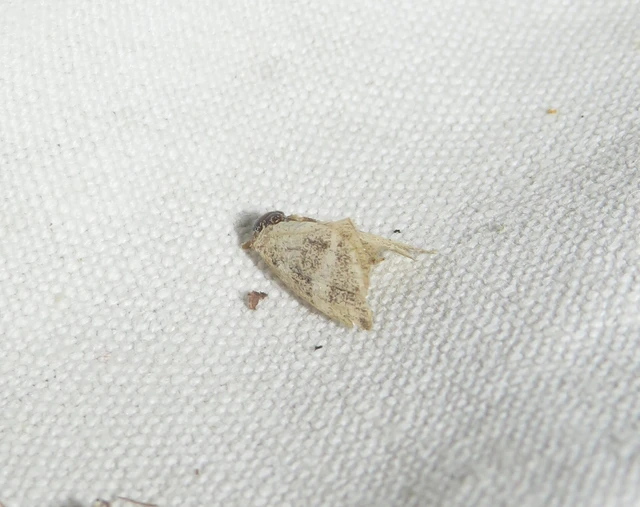 ezüstös apróbagoly - Deltote bankiana