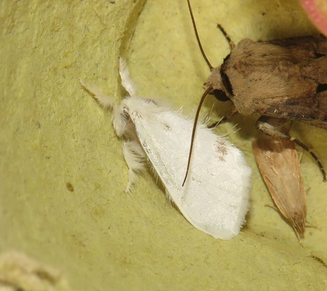 sárgafarú szövő - Sphrageidus similis