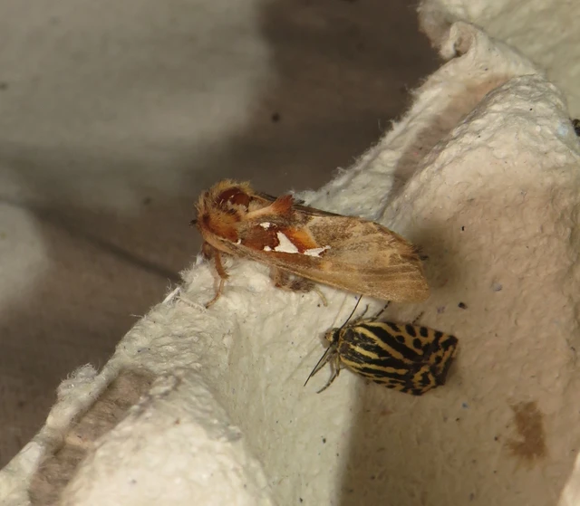 ezüstfoltos púposszövő - Spatalia argentina