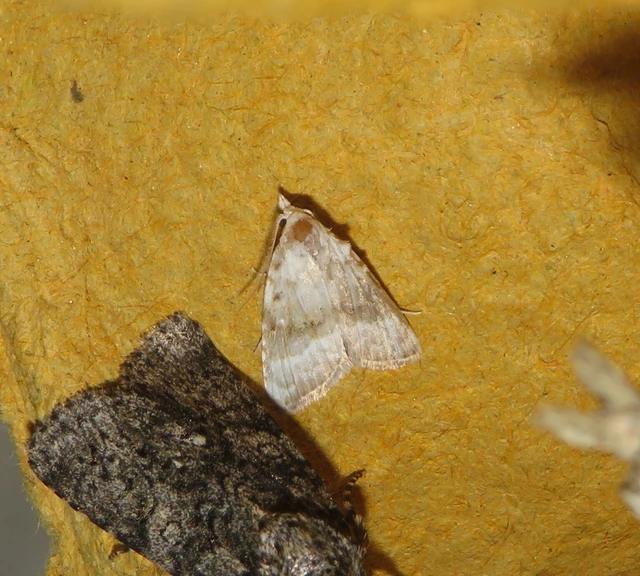 fehér pamacsosszövő - Meganola albula