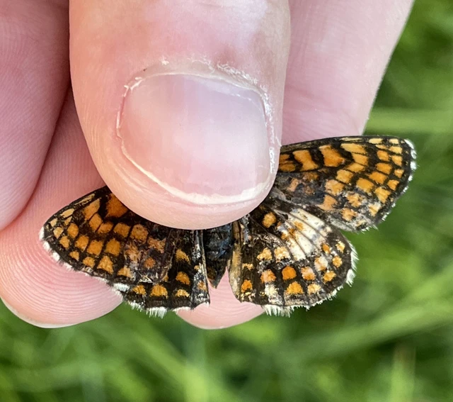 közönséges tarkalepke - Melitaea athalia