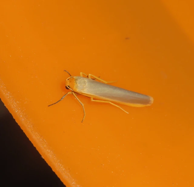 közönséges zuzmószövő - Eilema complana