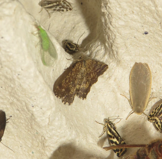 barna rétiaraszoló - Ematurga atomaria