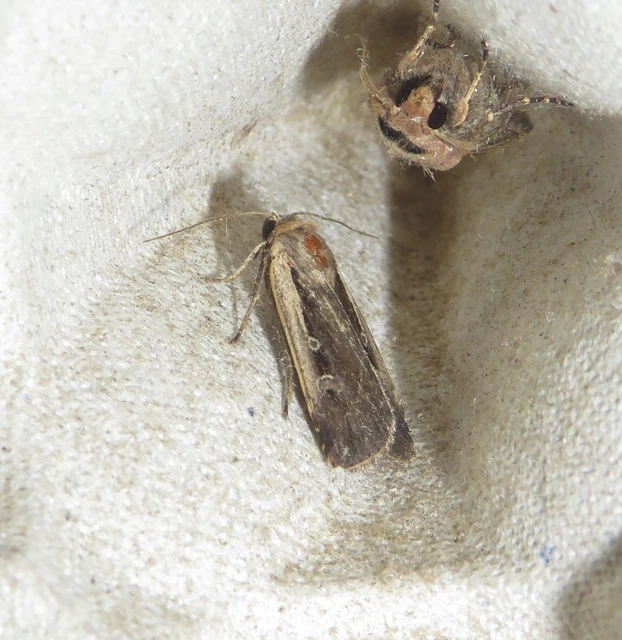 fehérszegélyű fűbagoly - Ochropleura plecta