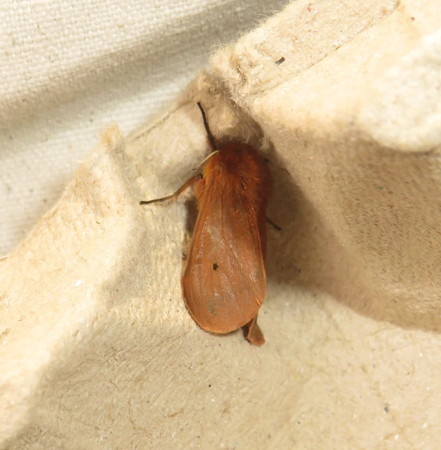 füstös medvelepke - Phragmatobia fuliginosa