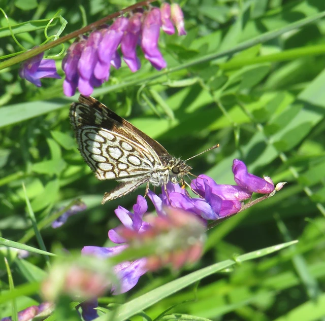 tükrös busalepke - Heteropterus morpheus
