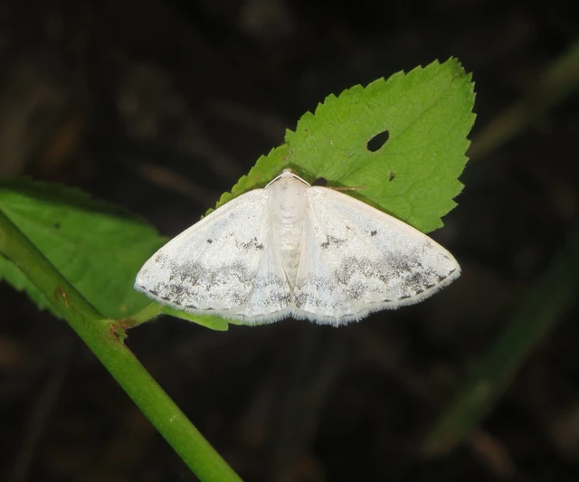 foltos fehéraraszoló - Lomographa temerata