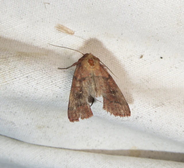 félholdas rétibagoly - Mythimna turca